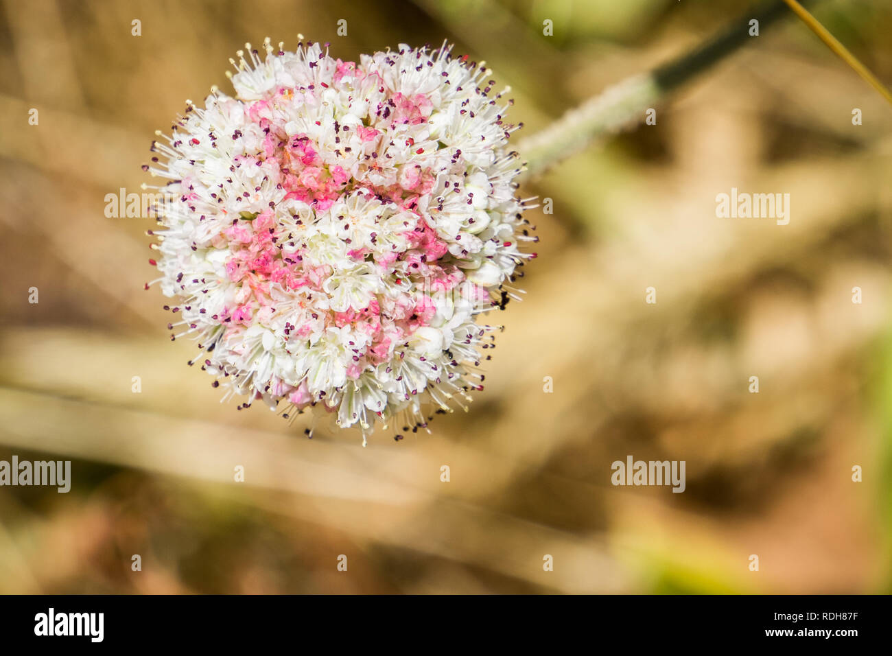 Seaside Buckwheat (Eriogonum latifolium) wildflower, Marin Headlands, San Francisco bay area, California Stock Photo