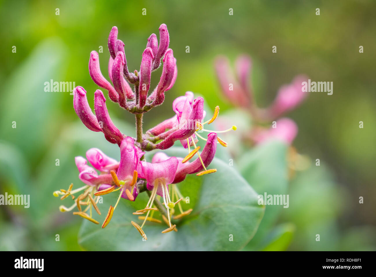 Pink honeysuckle (Lonicera hispidula) flowers, California Stock Photo Alamy