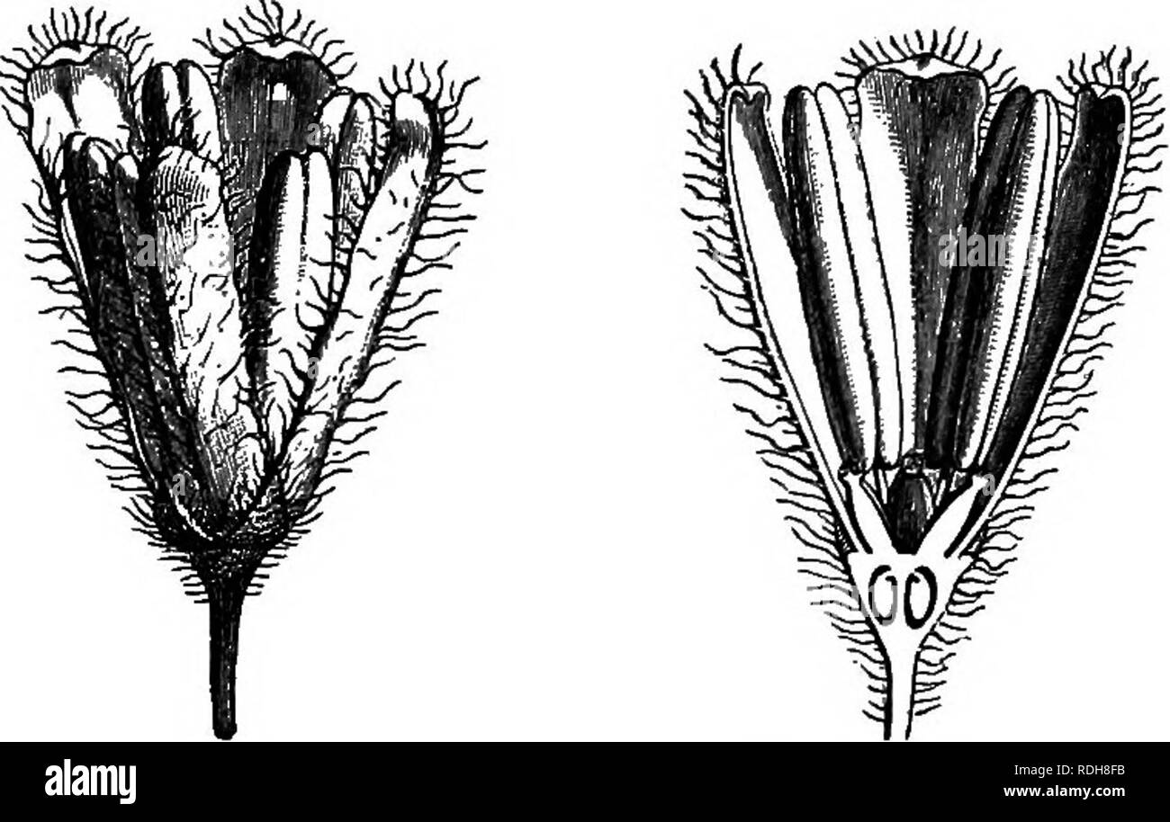 Pectinate leaves Black and White Stock Photos & Images Alamy