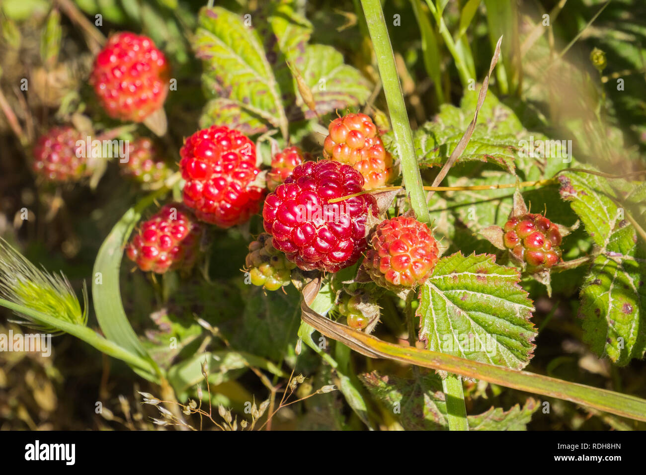 California blackberry (Rubus ursinus) fruits, California Stock Photo