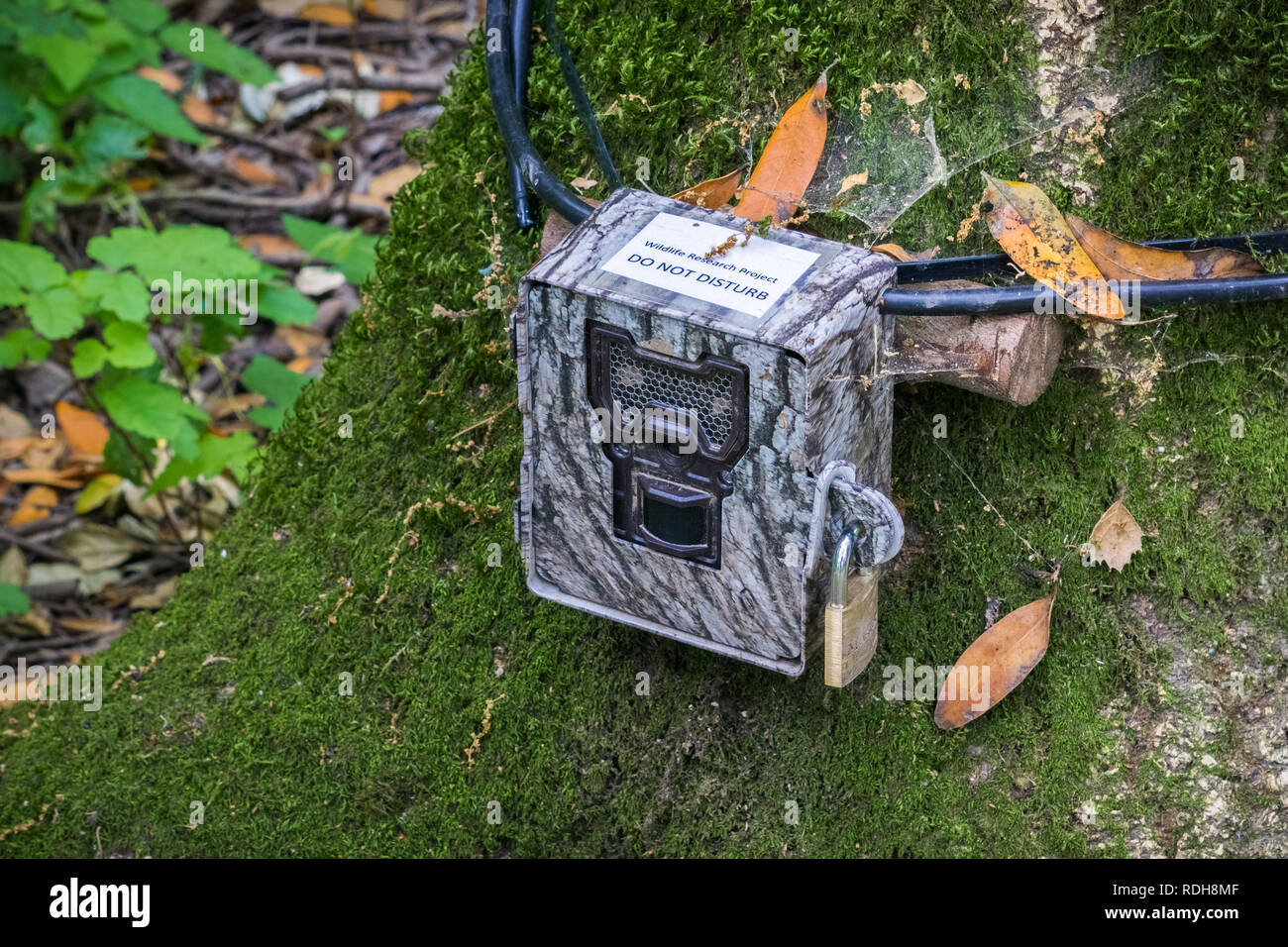 Wildlife monitoring device strapped on the base of a tree trunk, San Francisco bay area, California Stock Photo
