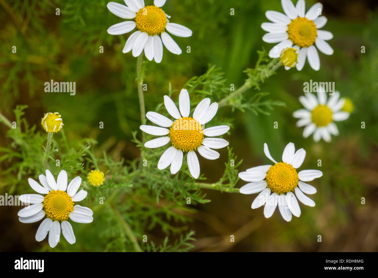 Blossoming chamomile flower hi-res stock photography and images - Alamy