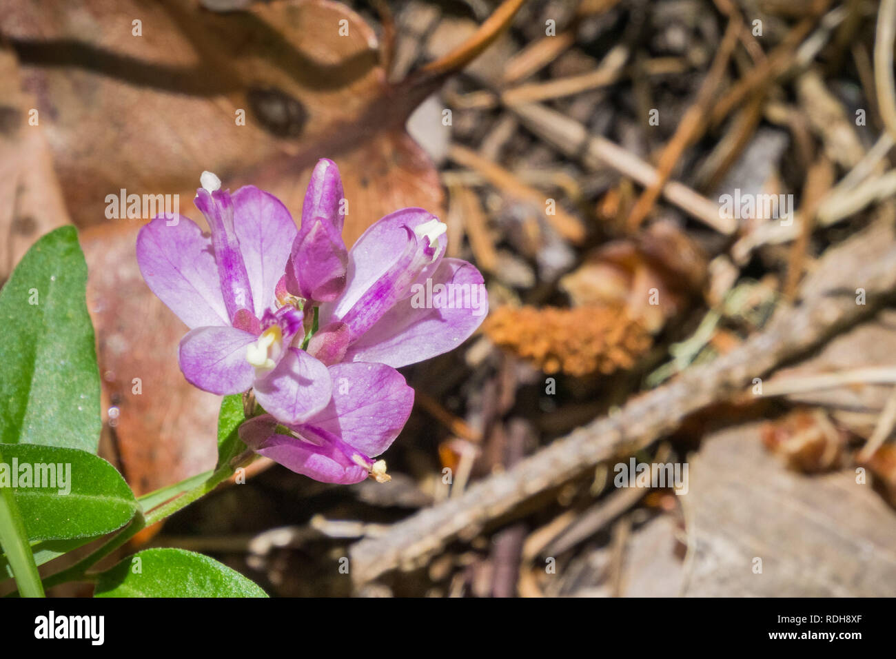 Close up of California milkwort (Polygala californica) wildflower Stock Photo