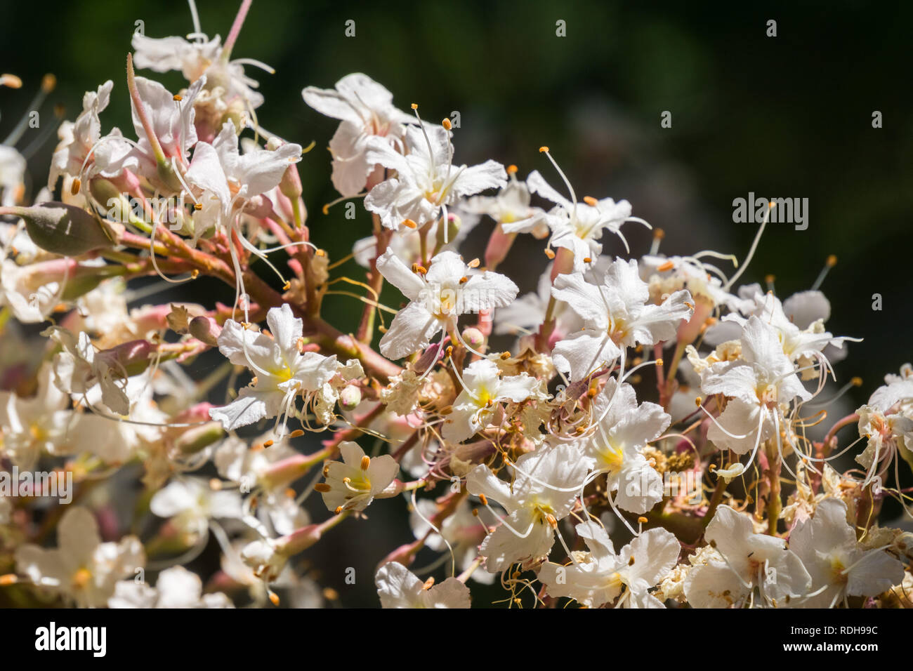 California buckeye flowers (Aesculus californica Stock Photo Alamy