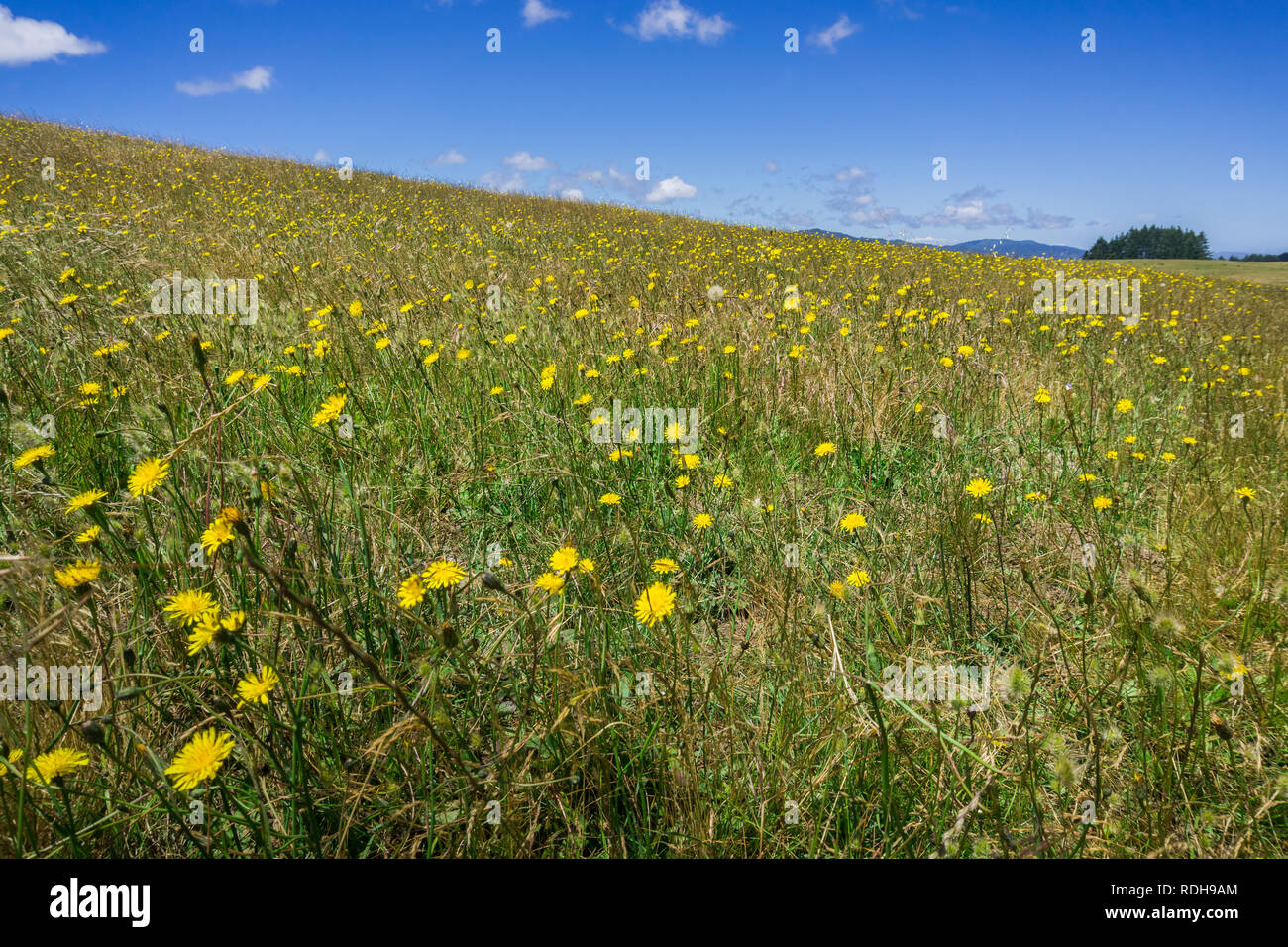 Meadow covered in yellow wildflowers, San Francisco bay Area