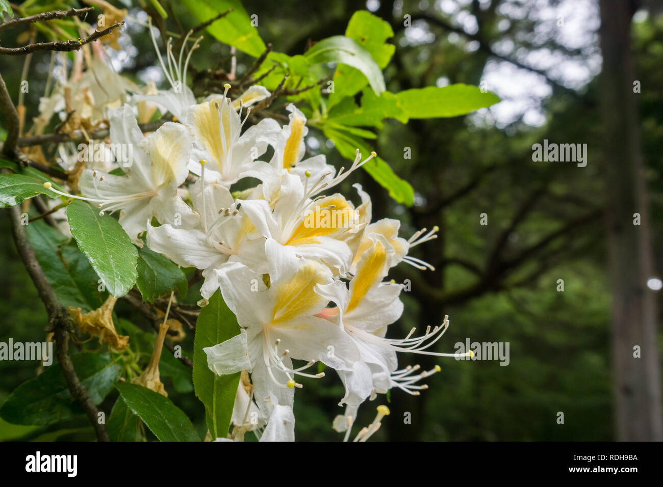 Western Azalea (Rhododendron occidentale) flowers blooming in Big Basin Redwoods State Park, California Stock Photo