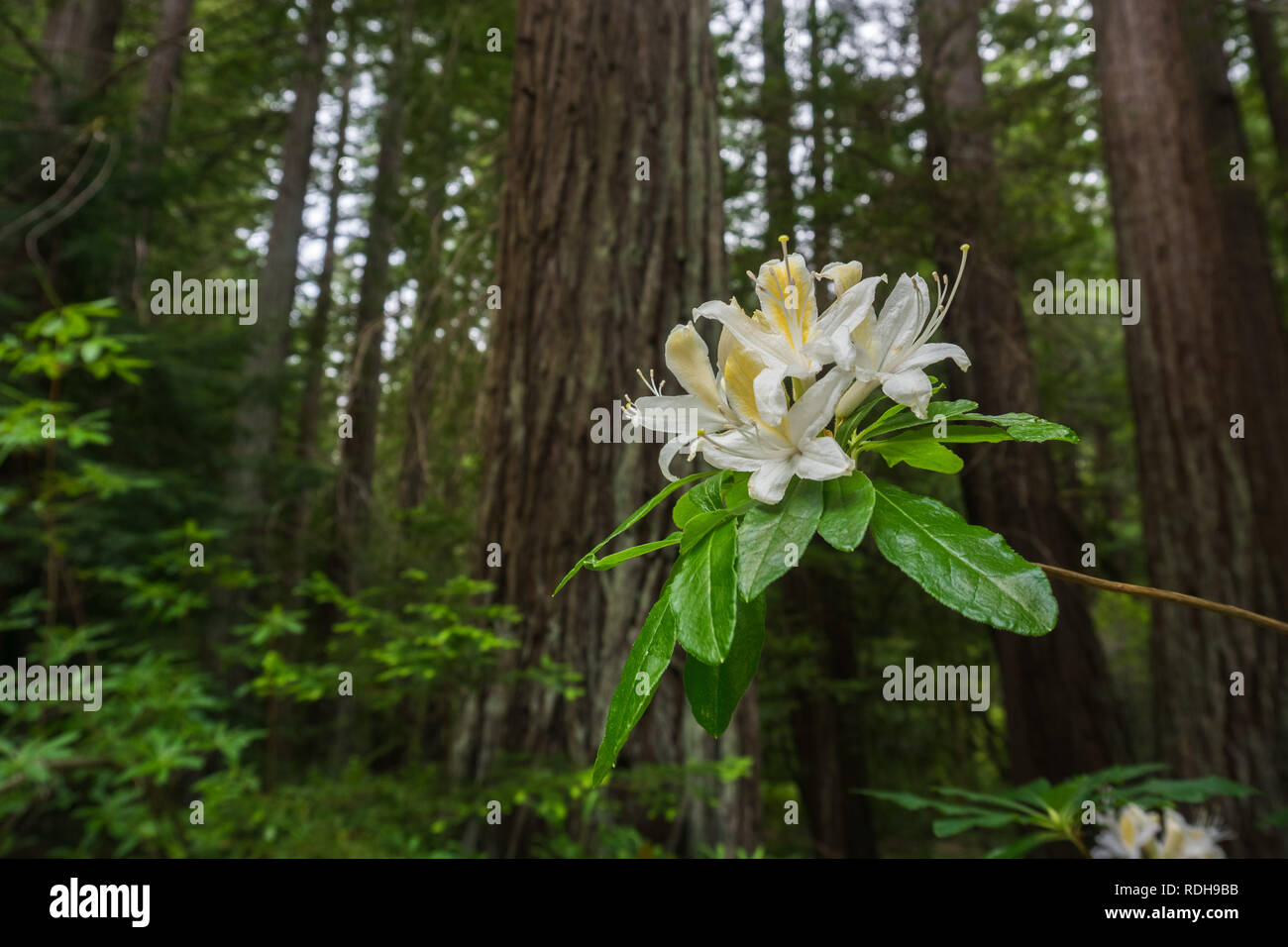 Western Azalea (Rhododendron occidentale) flowers on a redwood trees forest background, Big Basin Redwoods State Park, California Stock Photo