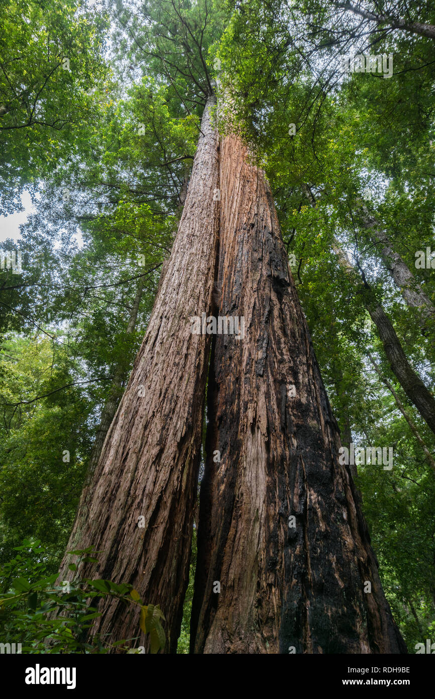 Two redwood trees growing close to each other, Big Basin State Park, California Stock Photo