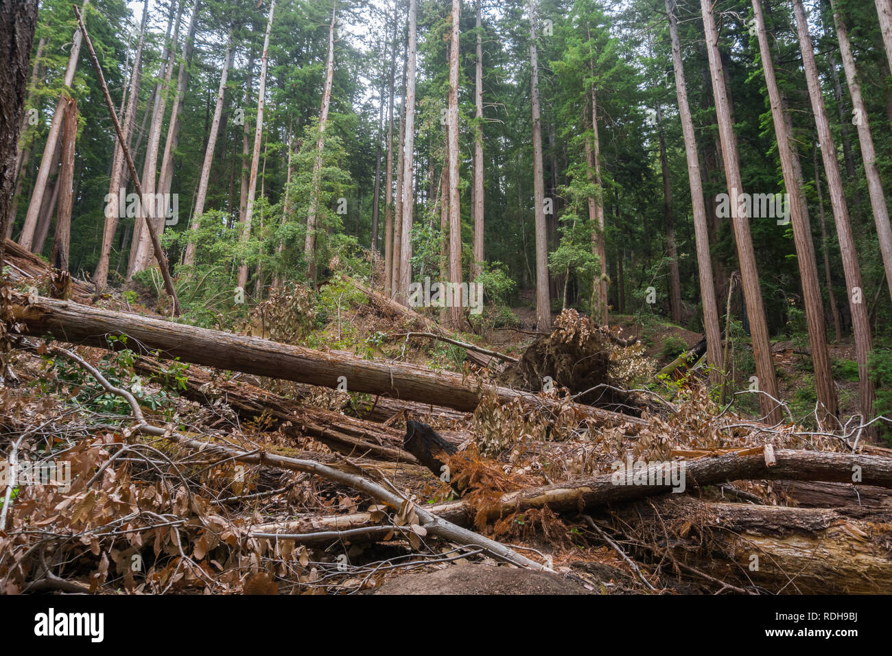 Large tall old fallen hi-res stock photography and images - Alamy