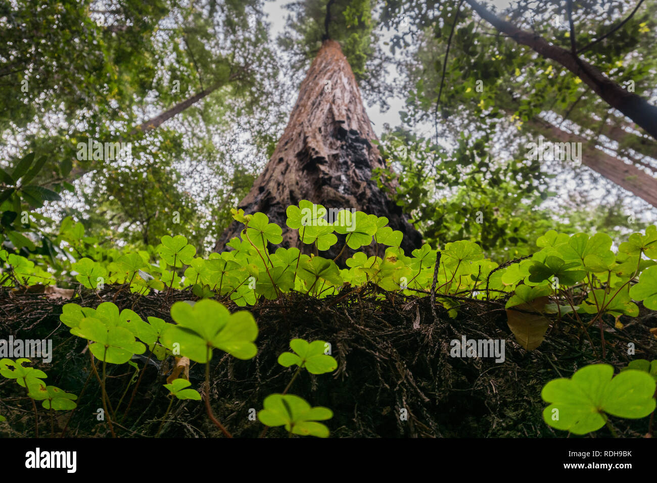 Redwood sorrel growing at the base of tall redwood trees, Big Basin State Park, California Stock Photo