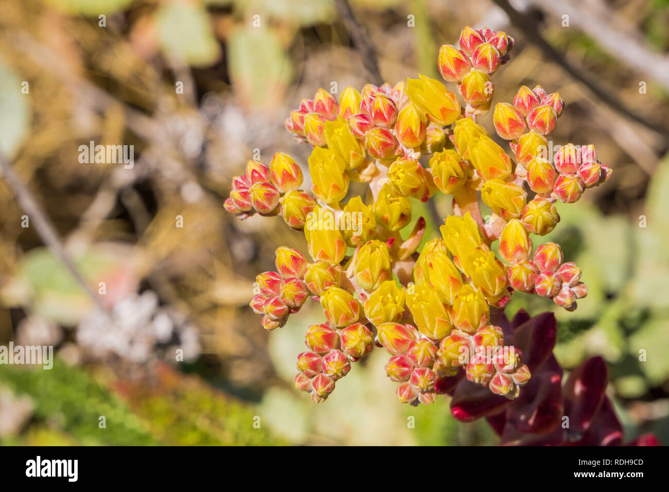Coast dudleya (Dudleya caespitosa) blooming on the Pacific Ocean coast, California Stock Photo