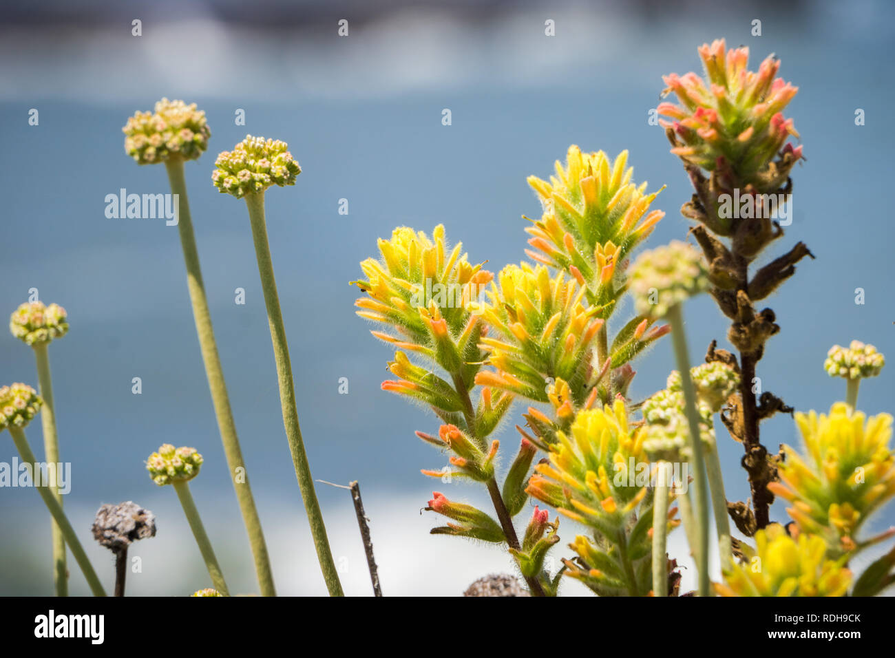 Yellow colored Indian paintbrush (Castilleja) wildflowers, Pacific Ocean coastline, California Stock Photo