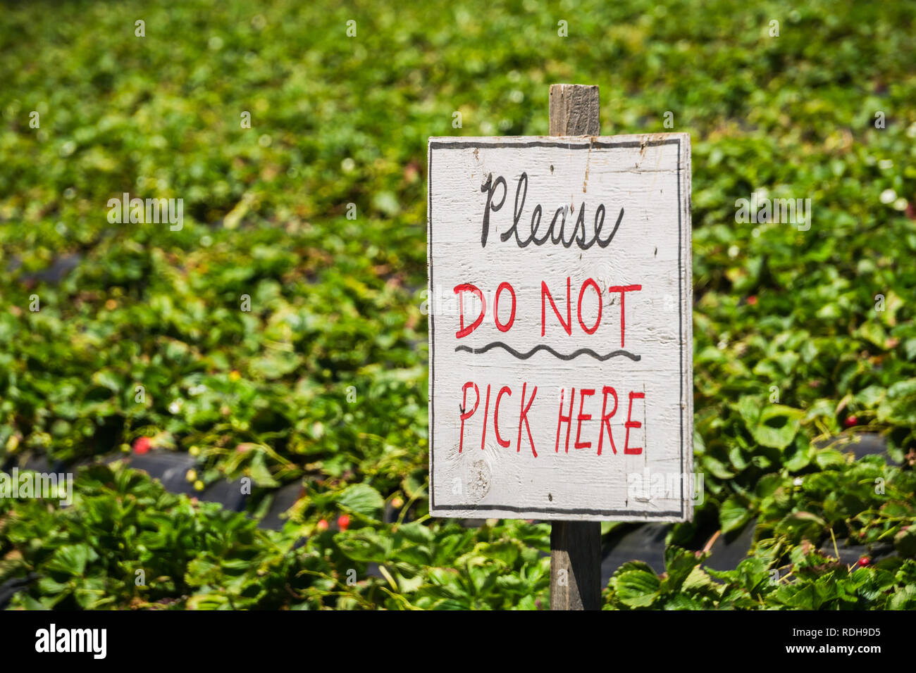 "Please Do not Pick Here" sign at an organic UPick strawberry farm