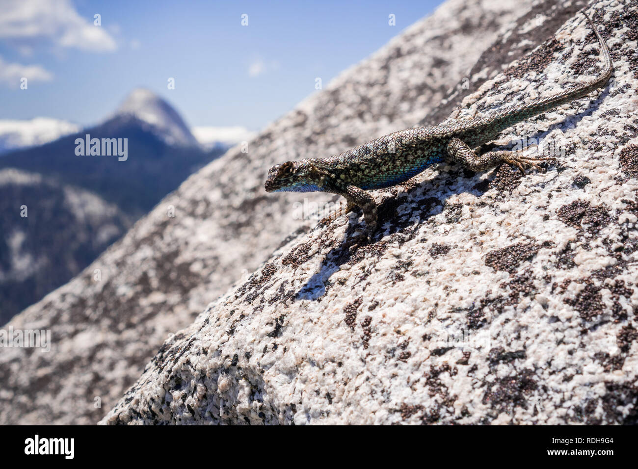 Blue bellied lizard (Sceloporus occidentalis) resting on a granite rock, Yosemite National Park, California Stock Photo