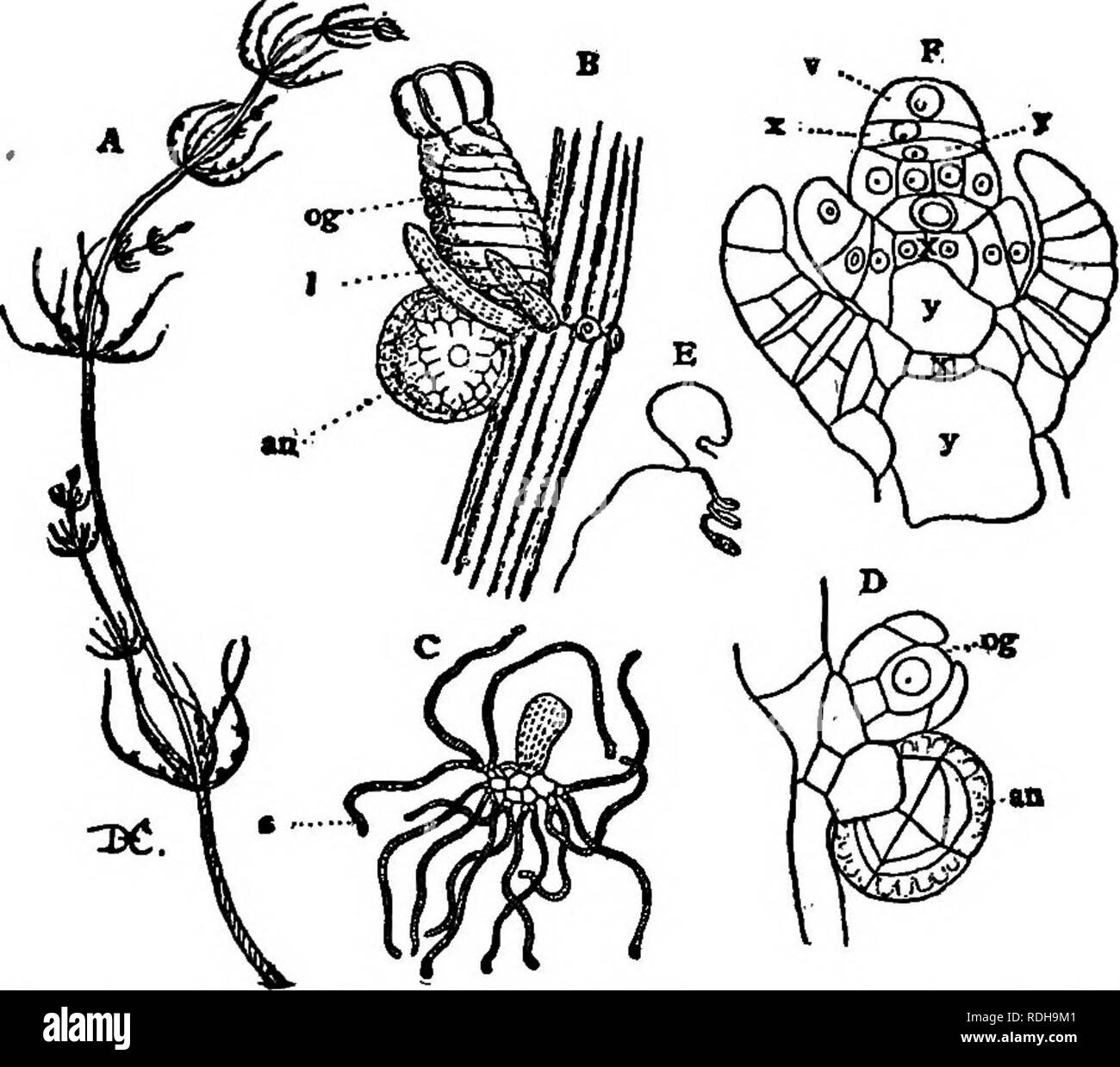 . Lectures on the evolution of plants. Botany; Plants. 62 EVOLUTION OF PLANTS th^ cell, and the cells have long been favorite subjects for demonstrating this phenomenon. The original nucleus of these elongated cells becomes early divided into many, but these secondary nuclei are not formed. Via, 14.—A, a plant of Chara, one of the Characese, showing the division of the stem into nodes and internodes, and the method of branching; B, part of a leaf with an antheridium an, and oogonium, og; I, leaflets^ at the node of the leaf; C, a group of filaments from the interior of the antheridium; each ce Stock Photo