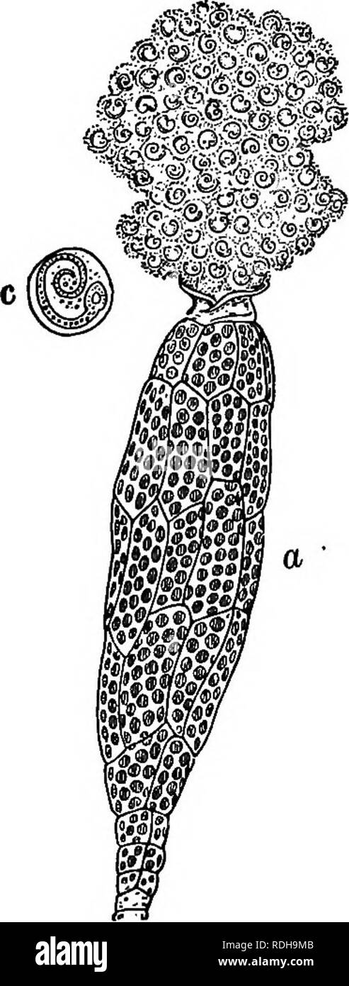 . Essentials of botany. Botany; Botany. 276 ESSENTIALS OF BOTANY. Fig. 201. The Antheridium of a Moss {Funaria) and its Contents. a, antheridium; 6, escaping sperms (X 350); c, a single sperm of an- other moss (X 800).. Please note that these images are extracted from scanned page images that may have been digitally enhanced for readability - coloration and appearance of these illustrations may not perfectly resemble the original work.. Bergen, Joseph Y. (Joseph Young), 1851-1917. Boston, Ginn Stock Photo