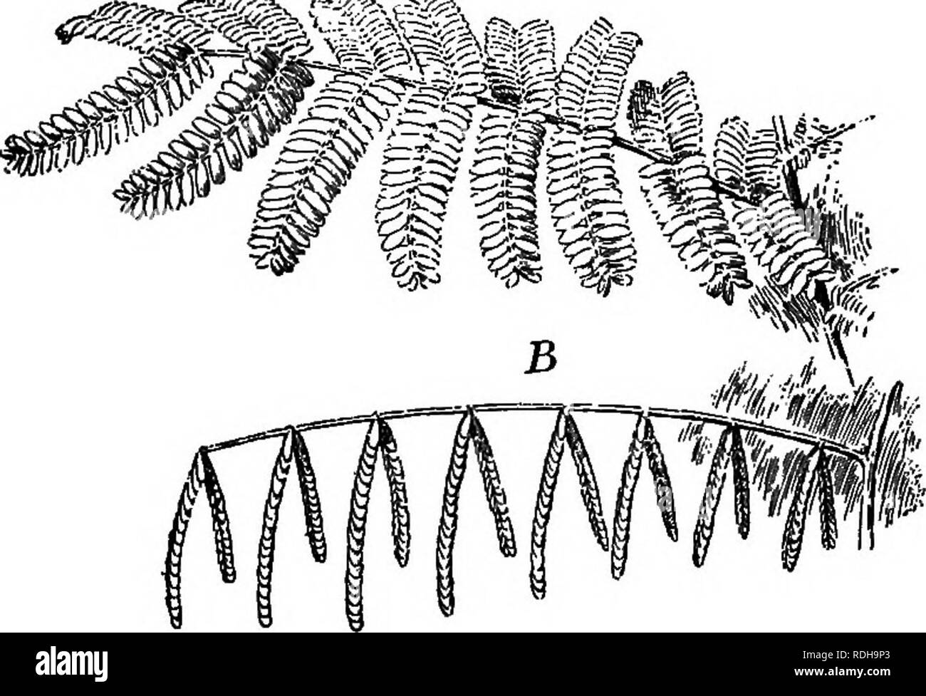 Foundations of botany. Botany; Botany. LEAP EXPOSURE TO STOT AND Affi 145  much yet to be learned about the meaning and importance of leaf-movements.  153. Cause of Sleep-Movements. — The student