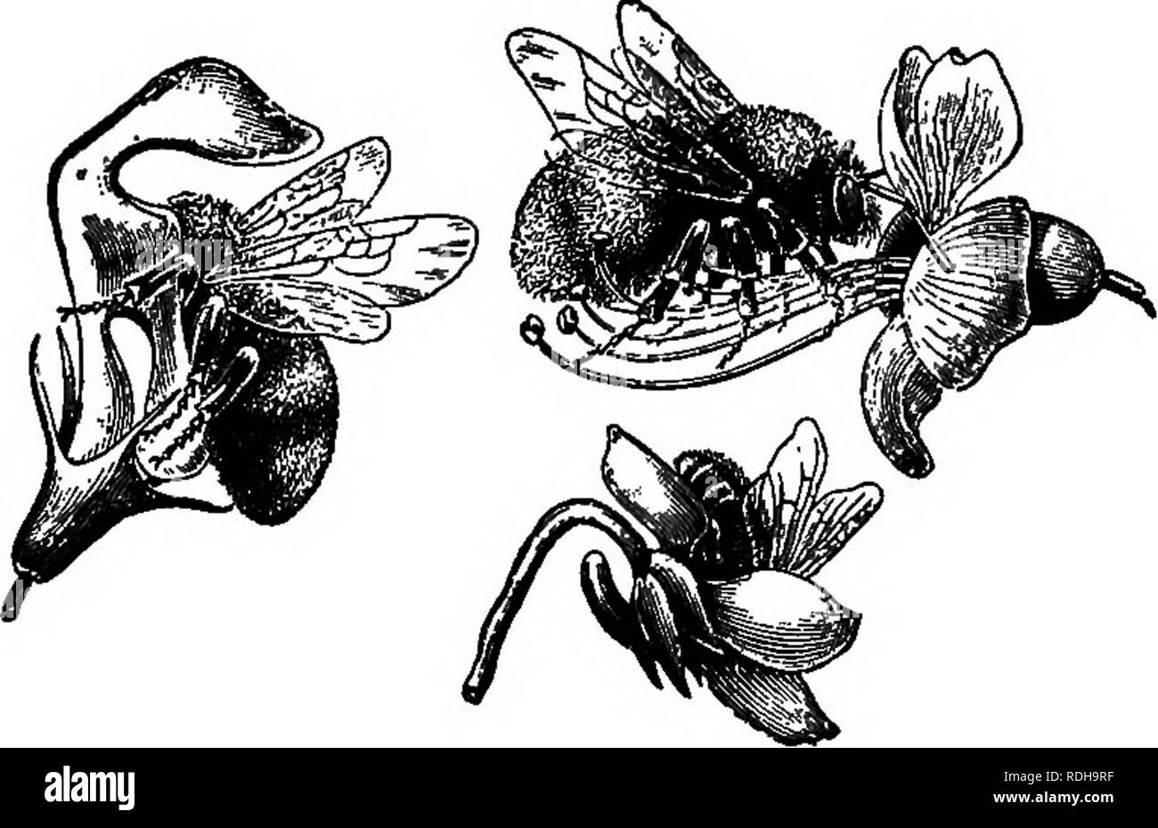 . Elements of botany. Botany; Botany. Fig. 146.—a Beetle on the Flower of the TwayWade. (Enlarged four times.). Fig. 147.—Bees visiting Flowers. At the left a bumWe-tee (European) on the flower of the dead nettle; ahove a similar hee in the flower of the horse-chestnut; below, a honey-bee in the flower of a violet.. Please note that these images are extracted from scanned page images that may have been digitally enhanced for readability - coloration and appearance of these illustrations may not perfectly resemble the original work.. Bergen, Joseph Y. (Joseph Young), 1851-1917. Boston, Ginn Stock Photo
