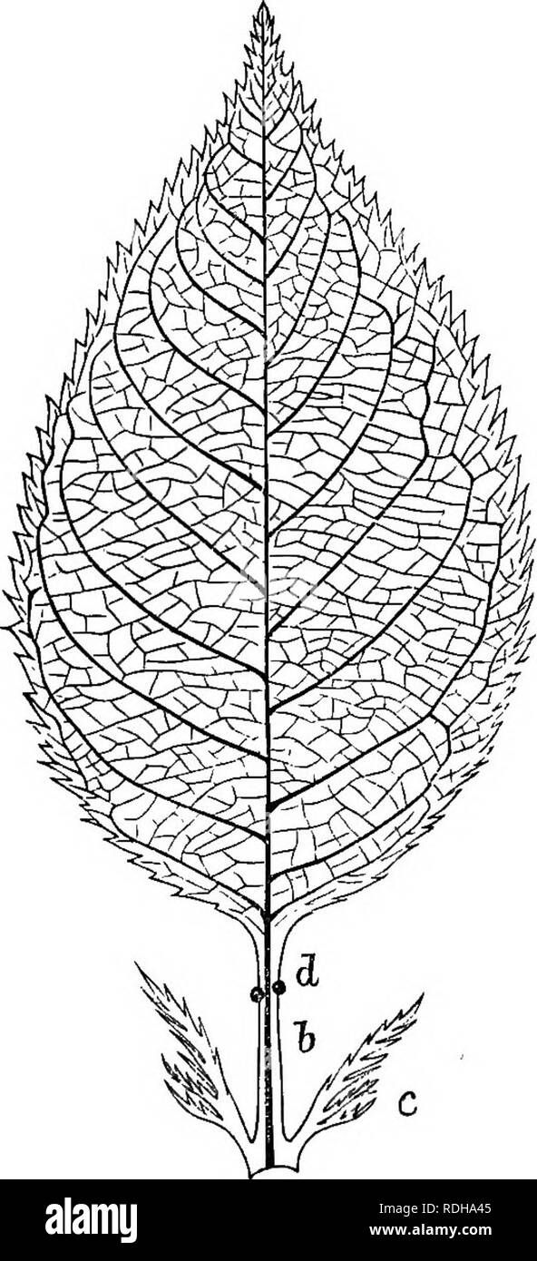 An Elementary Text Book Of Botany For The Use Of Japanese Students Botany 22 Morphological Botany Ing The Apex Is Usually Expanded And Flattened And Its Middle Portion Is Narrower And Commonly