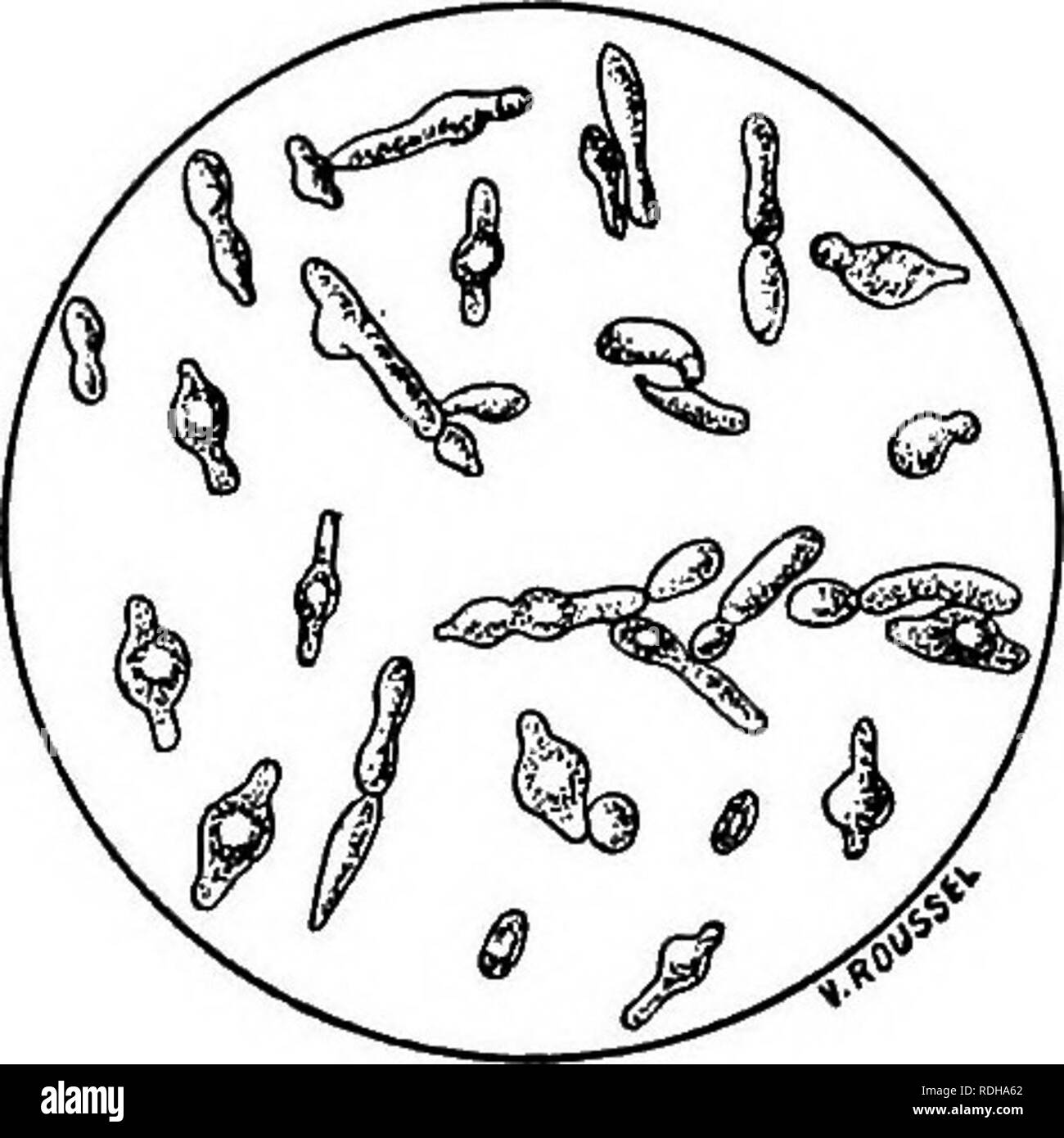 . Microbes &amp; toxins. Bacteriology; Toxins; Antitoxins. Fig. 20.—The yeast of beer: high or tumbling yeast. Fig. 21.—Spindle-shaped yeast.. Please note that these images are extracted from scanned page images that may have been digitally enhanced for readability - coloration and appearance of these illustrations may not perfectly resemble the original work.. Burnet, Etienne, 1873-1960; Broquet, Charles; Scott, William Macdonald. London, W. Heinemann Stock Photo
