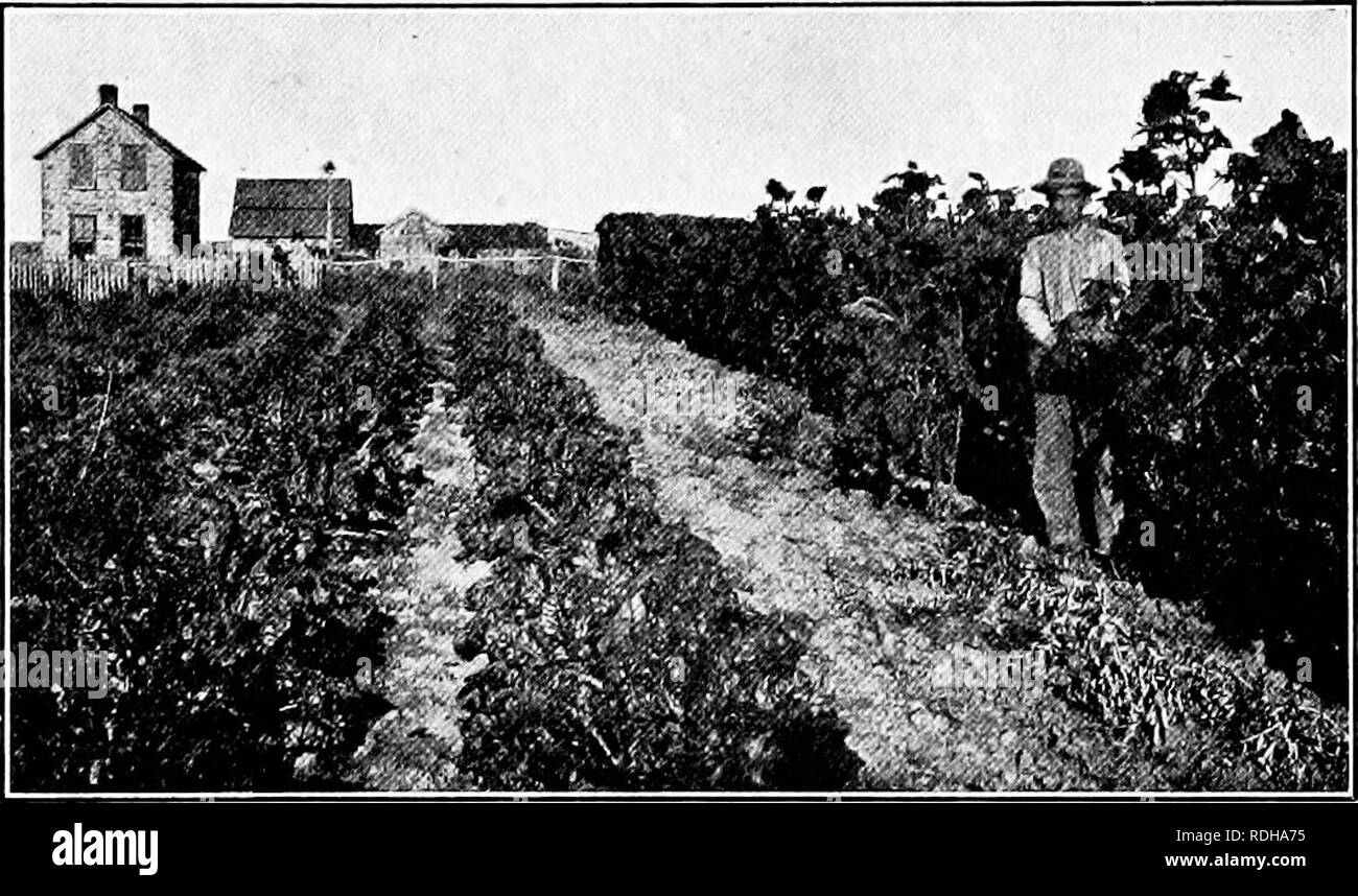. Dry-farming; a system of agriculture for countries under a low rainfall. Dry farming. RAISING THE WATER 343 Lovett, and Scott, who worked under New Mexico conditions, have reported that crops can be produced profitably by the use of water raised'to the surface for irrigation. Fleming and Stoneking, who conducted very careful experiments on the subject in New Mexico, found that the cost of raising through one foot a quantity of water corresponding to a depth of one. Fig. 94. Dry-farm vegetable garden. Dawson Co., Montana. foot over one acre of land varied from a cent and an eighth to nearly t Stock Photo