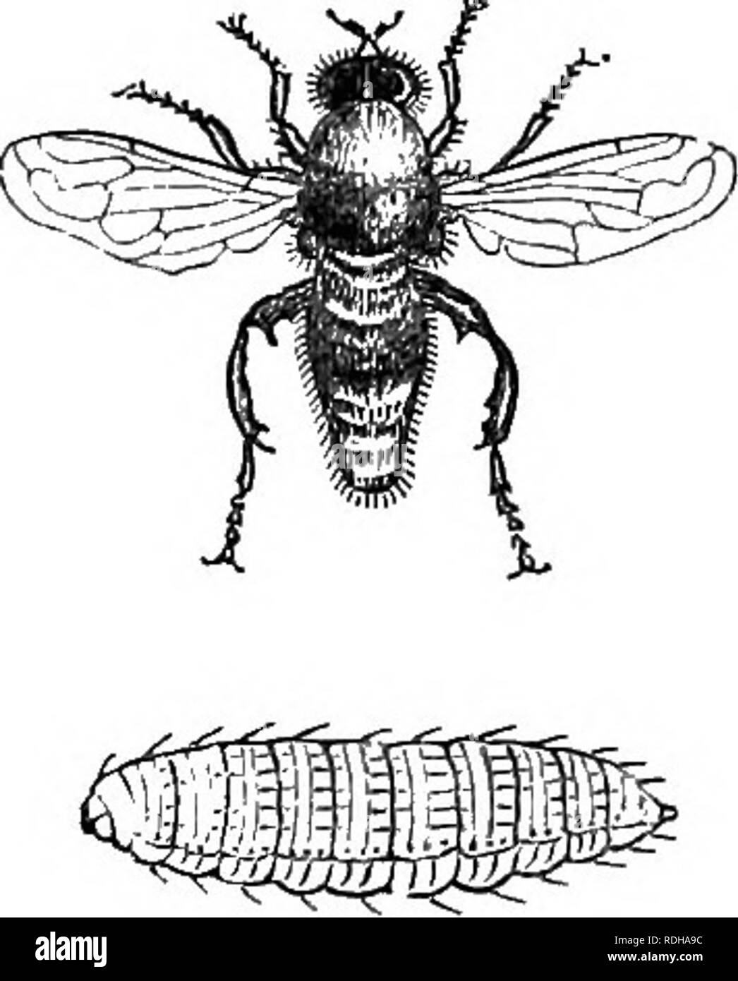 Cardning Insect . The book of the garden. Gardening. INSECTS INJURIOUS IN THE FLOWER ...