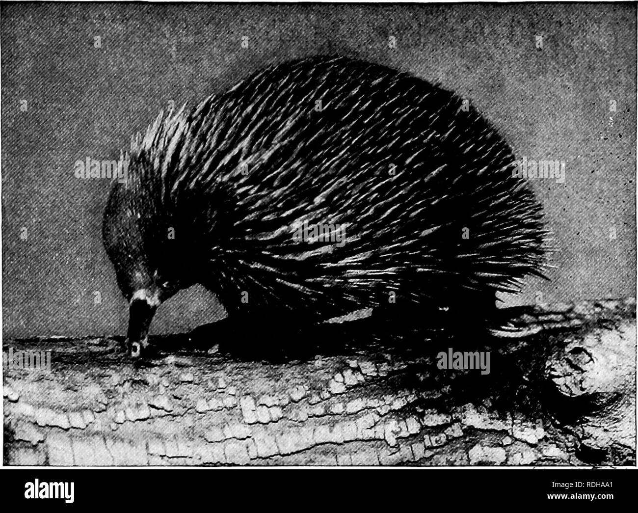 . Popular official guide to the New York Zoological Park . Zoos; Zoo