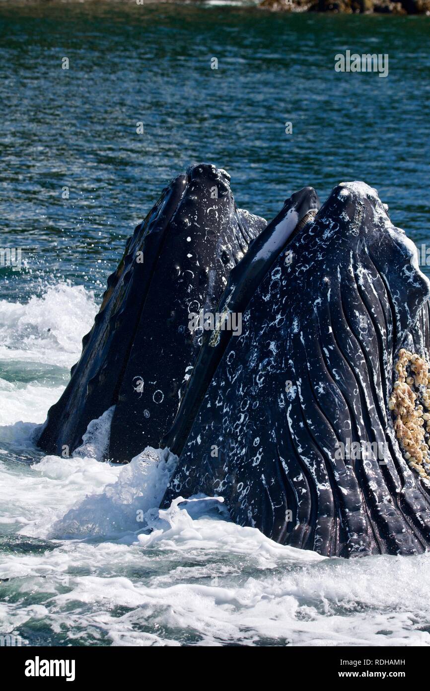 Humpback whale bubble netting hi-res stock photography and images - Alamy