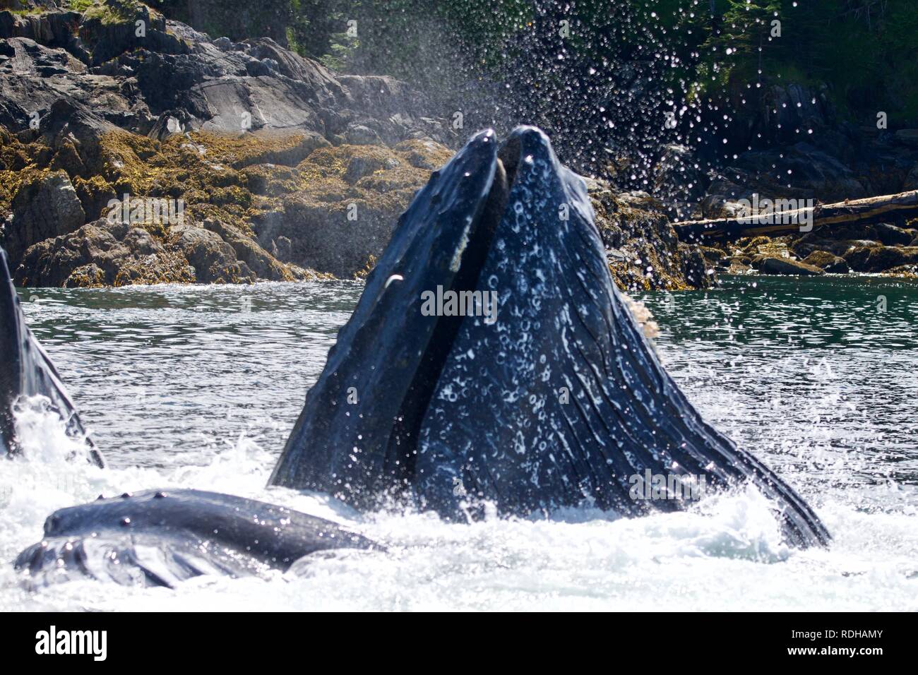 Humpback whale bubble netting hi-res stock photography and images - Alamy