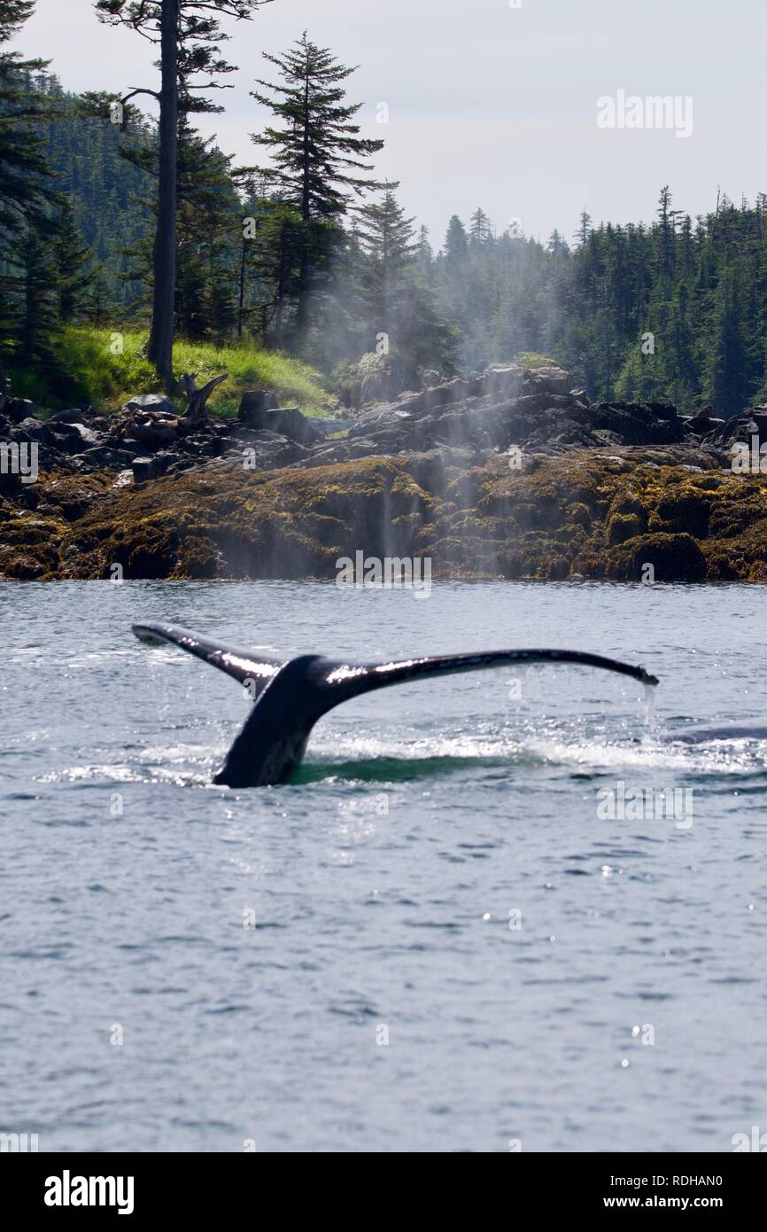 Humpback whale bubble netting hi-res stock photography and images - Alamy