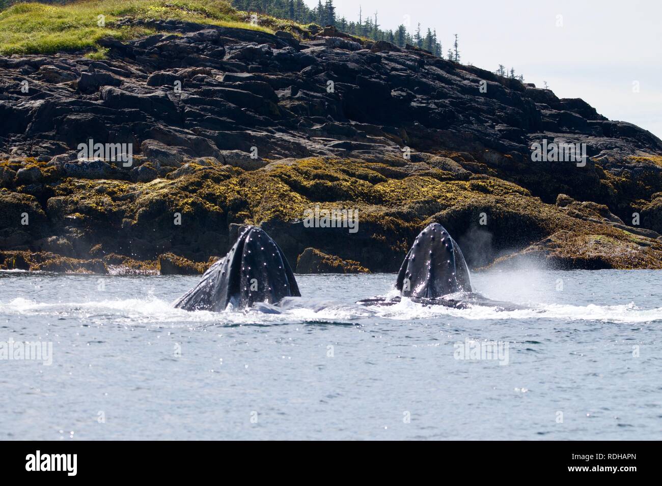 Humpback whale bubble netting hi-res stock photography and images - Alamy