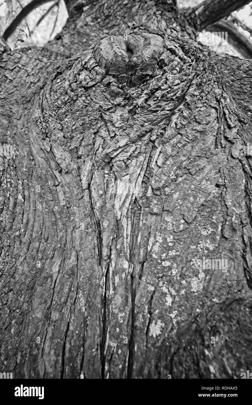 Location - Date  -  Pattern of Green Moss on Tree 2 Stock Photo