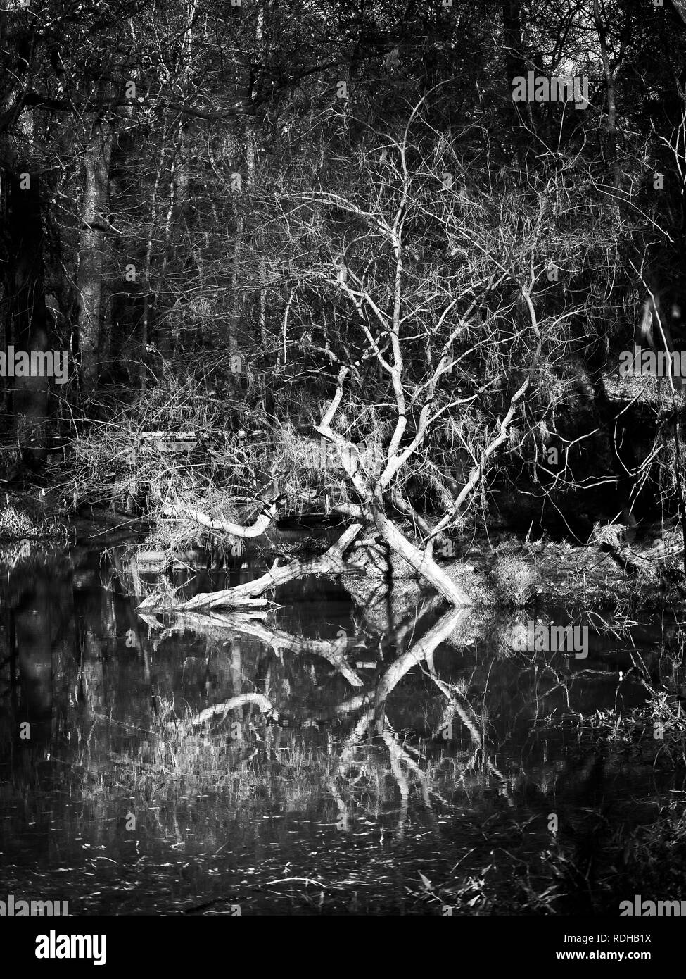 Natural woodlands detail Black and White Stock Photos & Images Alamy