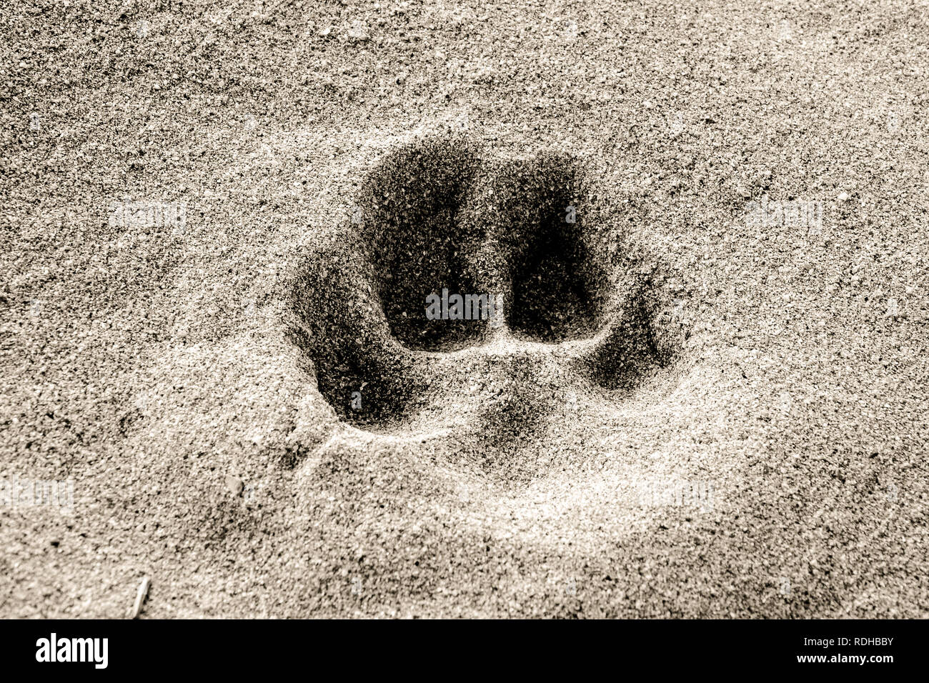 Dog paw print in the sand Stock Photo Alamy