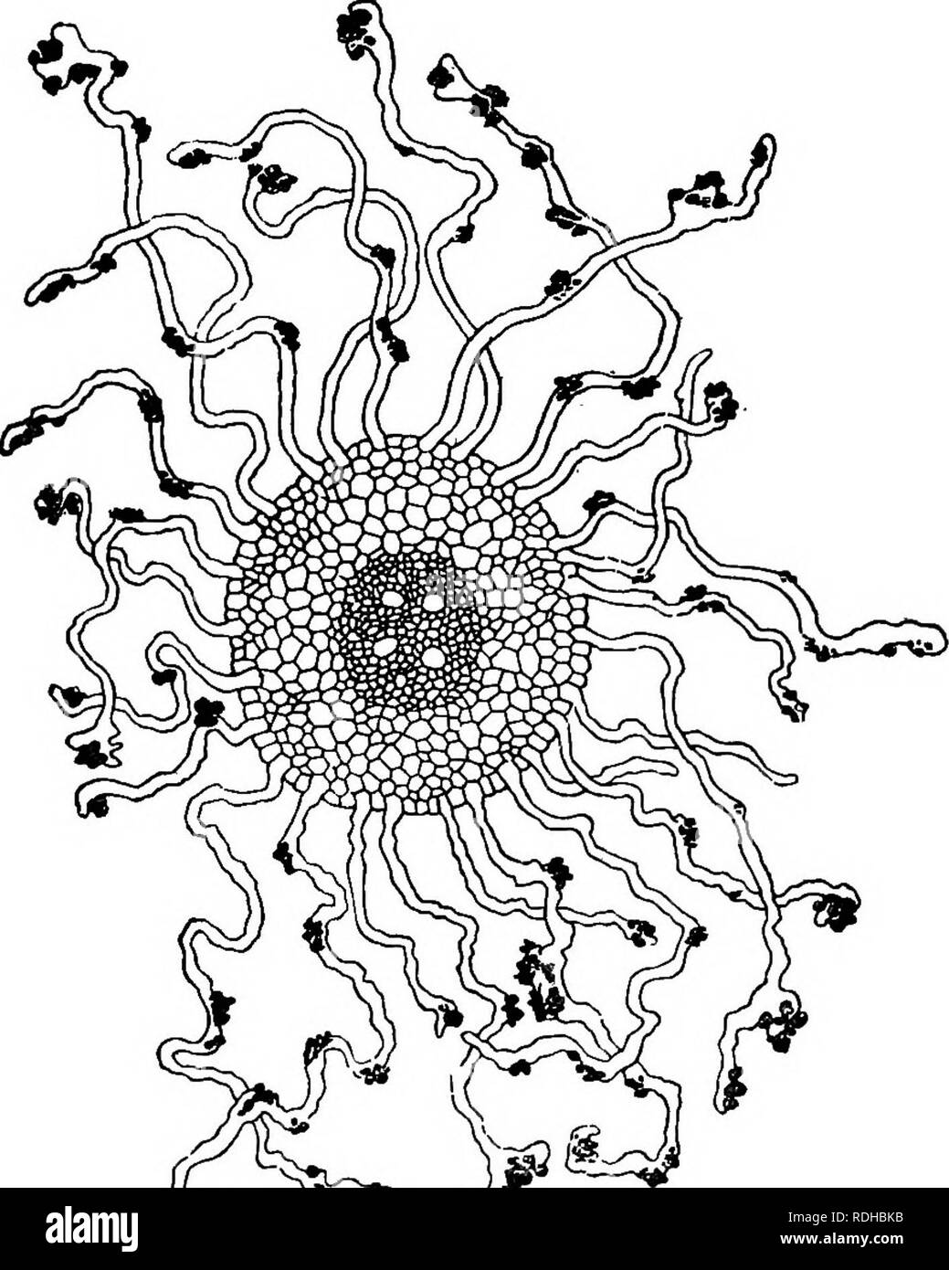 Transverse Section Of A Plant Root Hi res Stock Photography And Images
