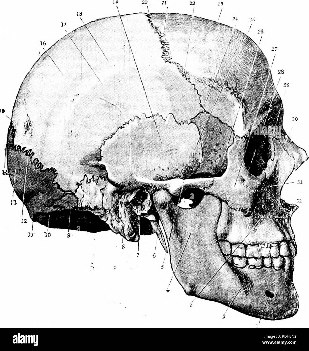 . A manual of elementary zoology . Zoology. MAMMALIA 477. Fig. 357. — A human I. 3- 4- 5- 6. 7- Mental foramen. Body of the mandible Maxilla. Ramus of mandible. Zygomatic arch. Styloid process. External auditory 12 13- 14. 16. 8. 9- meatus. Mastoid process. Asterion. 17- 18. 19. o. I. Superior nuchal line of occipital bone. External occipital protuberance. 20. be- two skull, seen from the Cunningham. Lambdoid suture. Occipital bone. Lambda. Obelion placed tween the parietal foramina, . Parietal bone. Lower temporal line. Upper temporal line. Squamous part of temporal bone. Bregma. Coronal sutu Stock Photo