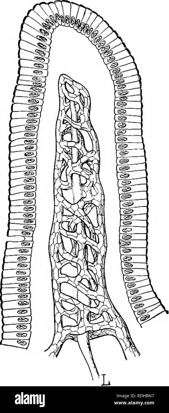 Horse Digestive System High Resolution Stock Photography and Images Alamy