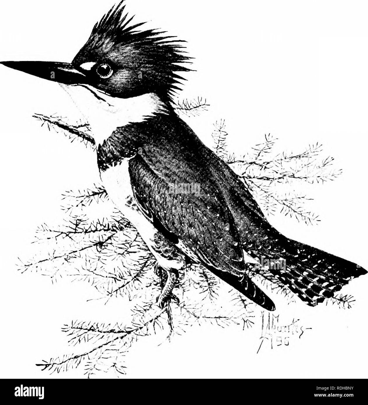 . Elements of zoology, to accompany the field and laboratory study of animals. Zoology. THE MNOLltill tiPAlUtOW 399 The toucans and cuckoos on the one hand and the king- fishers on the other are grouped into the (jrder Coccyges. The toucans are characterized by an enormous hill, wliich in extreme cases is as long as the rest of the bird. It would be extremely. Fig. 360. â Bolted kingfisher (Ccrijlc alcyon). heavj^ were it not filled with air spaces of great extent. These birds inhabit Brazil. The great bills are of use in feeding on fruits. Filling the place in the Old World of the toucans of  Stock Photo
