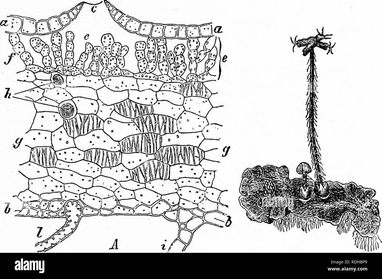 . Outlines of plant life : with special reference to form and function . Botany. LIVERWORTS AND MOSSES. 43 thallus, from the floor of which arise green filaments (fig. 38). On the under side, also, are frequently found scale-like out- growths as in fig. 38, i. A part which shows constant differences between an upper (dorsal) and an under (ventral) side is said to be dorsiveniral.. Fig. 38 Fig. 39. Fig. 38.—Portion of a vertical section of the thallus of Lunnlaria cruciata. a, dor- sal, ^, ventral epidermis; c, an air-pore; e, air-chamber, from whose floor rise green filaments, d f. partition  Stock Photo