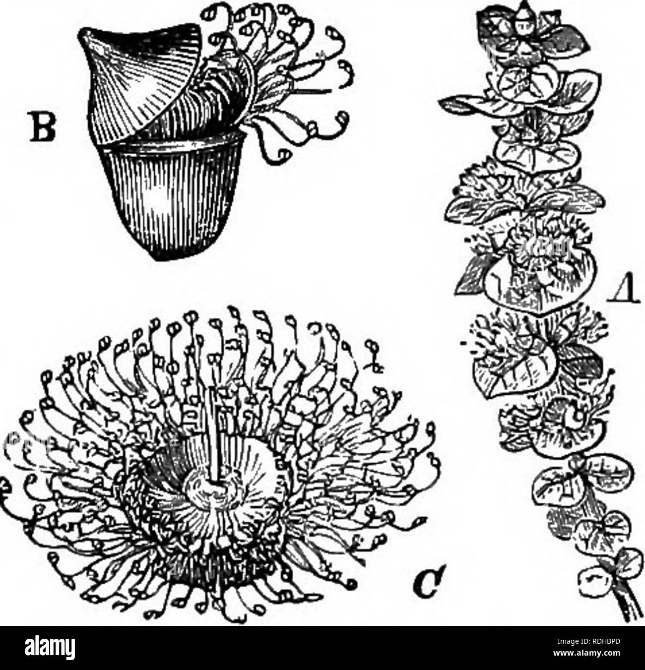 Calceolate . Botany for academies and colleges: consisting of plant development ...