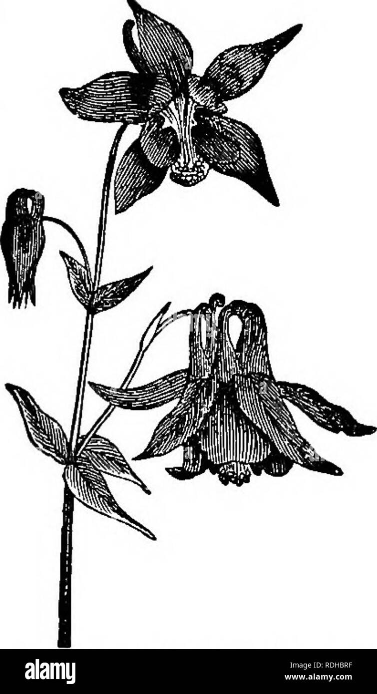 . Botany for academies and colleges: consisting of plant development and structure from seaweed to clematis. Botany; 1889. Fig. 152.—Orchis Morio; a, fl. separate. Tio. 16S.—A, Dove Orchis (Peristeria elata). B, Swan Or- chiB {C^onoches ventricosmn). 237. Mimicries. In the Banana and Orchis Orders we find all the deviations; giving rise to forms so varied and singu- lar one might suppose Mother Nature has a relish not only for the beautiful, but also for the comic and grotesque. In the Ginger division of the Banana Order we find the Mantisia, so called from the resemblance its one dilated anth Stock Photo