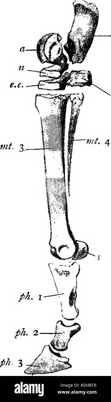 . A manual of elementary zoology . Zoology. cub. Fig. 343- —A side view of the lower part of a pony's fore- leg.—From Thomson. /*., Distal end of humerus; «., olecranon process of ulna; r.. radius ; sc, scaphoid ; /., lunar ; c, cuneiform; ///., os magnum; ««., unciform; /,, pisiform; ?«c.4, splint of fourth metacar- pal ; ww. j, third metacarpal; s., sesamoid; i, 2, 3, phalanges of third digit. Fig. 344«—A side view of the ankle and foot of a horse. —From Thomson. «., Astragalus; c, calcaneus; «., navicular; e.c, external cuneiform ; cud., cuboid ; ?tt/.$, third metatarsal; mt.4, splint of fo Stock Photo