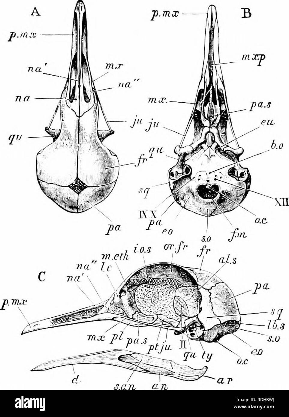 Elements of zoology, to accompany the field and laboratory study of animals.  Zoology. ZOOLOGY stroke of the wing is performed. The skeleton of the wing  is connected with that of the