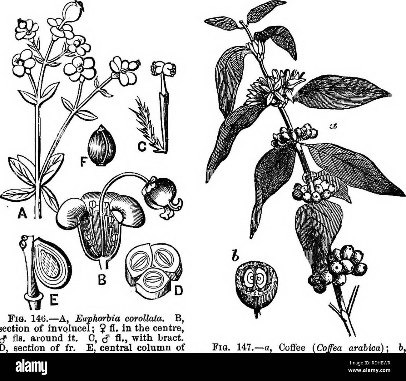 . Botany for academies and colleges: consisting of plant development and structure from seaweed to clematis. Botany; 1889. Fig. 145.— Wnghtia tinctoria. and Privet, or whorled, as in the Oleander, the cyme may become a. Fig. 14ti.—A, Euphorbia coroUata. B, section of involucel; $ fl. in the centre, tf flfl. around it. 0, c? fl.» with bract. D, section of fr. E, centiul column of pistil, with 1 nut divided. F, ad. Fia. 147.—a, Coffee (Coffea ambica); berry, trans, sec. Compound Cyme (Wrightia, Oleander, Elder), or a Cymose Panicle. Please note that these images are extracted from scanned page i Stock Photo