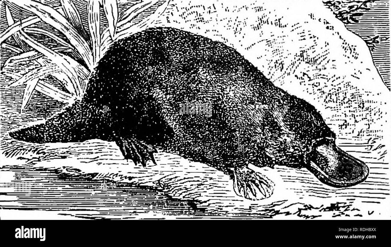 . A manual of elementary zoology . Zoology. CHAPTER XXIV MAMMALIA The ...