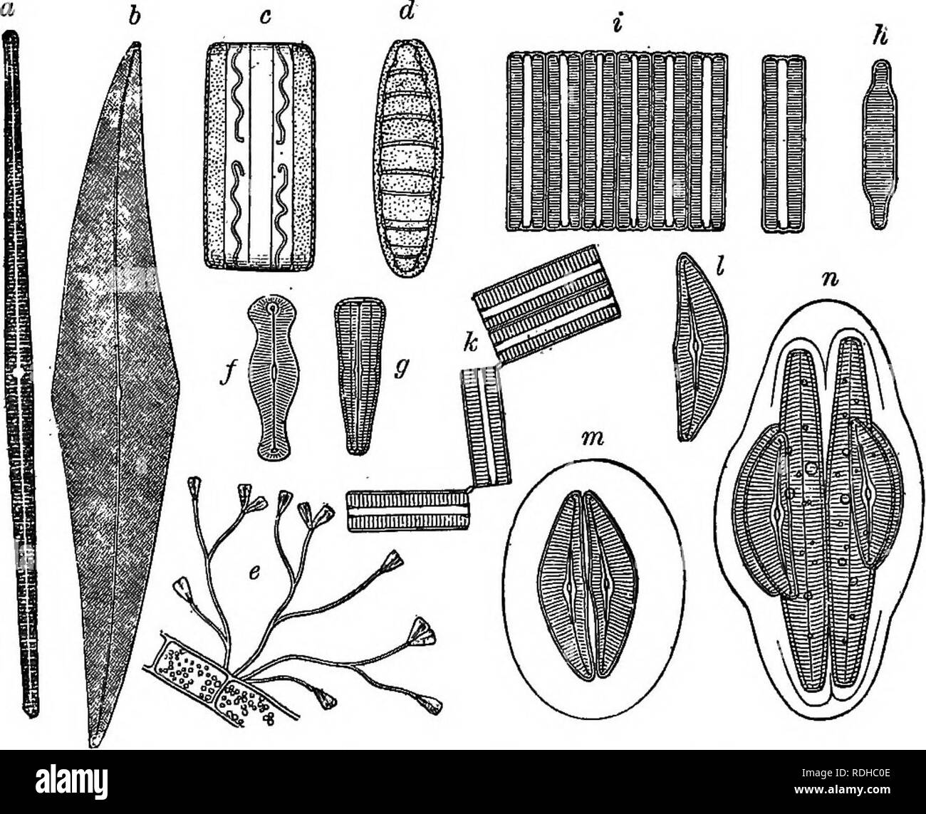 Synedra High Resolution Stock Photography And Images Alamy
