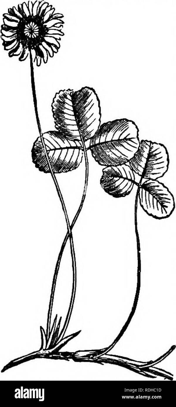 . Botany for academies and colleges: consisting of plant development and structure from seaweed to clematis. Botany; 1889. Fig. 131.—Dewberry (Bubiw and jointed alike to the common petiole, as in the White Clover (Fig. 132). 801. Palmate leaves are Trifoliolaie or Ternate; Dewberry, Clover; Quadrifolio- late, 4-leaved; Marsilea ; Quinate, 5-leaved ; Virginia Creeper, Chaste-tree (Fig&quot;. 126); Sepiinaie, 7-leaved ; Horse-Chestnut; Biter- nate, twice - ternate ; Columbine ; Triter- nate, thrice-ternate; Baneberry. 202. Leaj-Texiure. Leaves in texture are Coriaceous, leathery; Mistletoe; Fles Stock Photo
