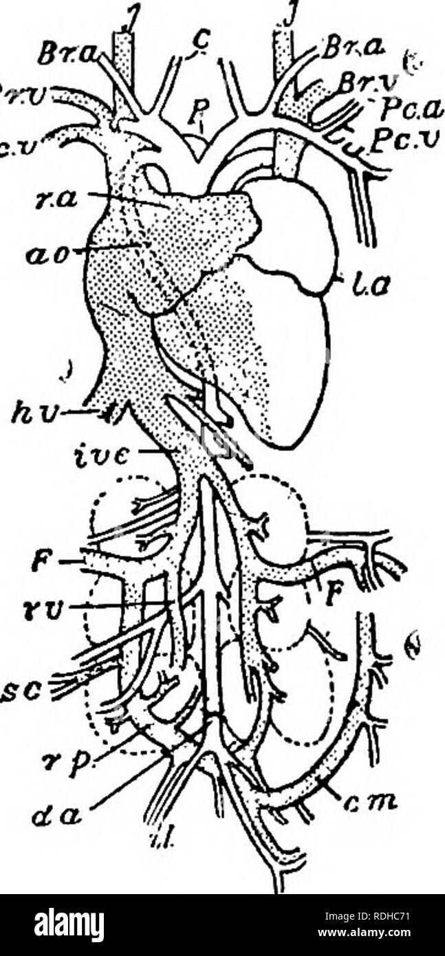. A manual of elementary zoology . Zoology. THE PIGEON 415 Pc.v with the active life of the bird and the rapid metabolism Blood v s 1 which it necessitates. We have already seen how the respiratory organs provide the ample supply of oxygen which such metabolism demands. The red corpuscles are oval and nucleated. The heart has four chambers, two auricles and two ventricles, there being no sinus venosus or conus arteriosus. The impure blood returned by the venae cavse to the right auricle passes into the right ventricle through an opening guarded by a muscular valve without chordae tendinese. It Stock Photo