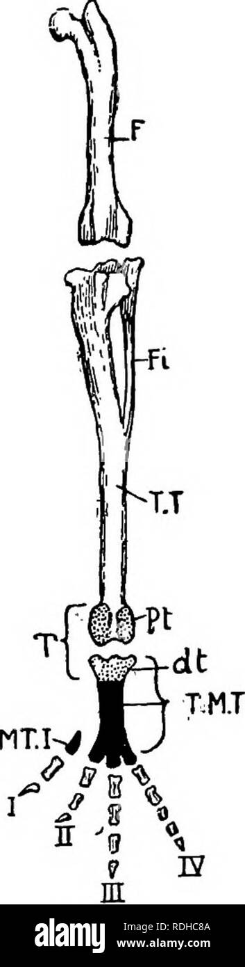 . A manual of elementary zoology . Zoology. Fig. 299.—The fore-limb and ...