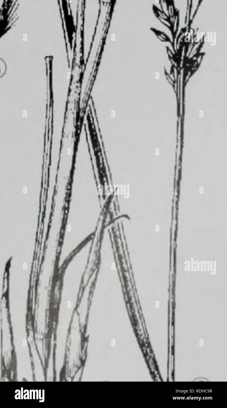 E Er Duo Si Zhi Wu Zhi Botany Eee 1 Ae Ae ªa E A A E 945 Please Note That These Images Are Extracted From Scanned Page Images That May Have Been Digitally Enhanced For Readability